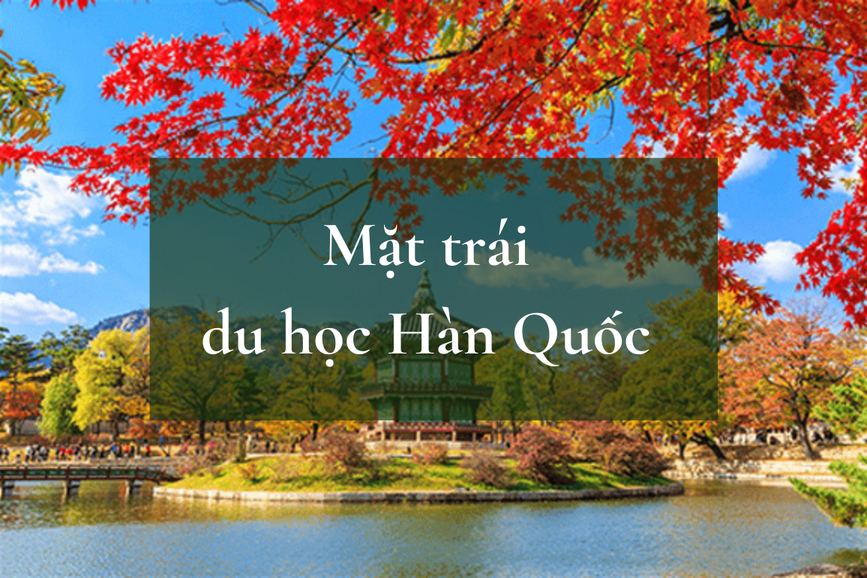 mat trai cua du hoc han quoc 67fdc48d75589
