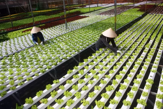 xkld hy lap dieu kien nhan cap vo chong thuan loi va nhanh chong 67f7628867336