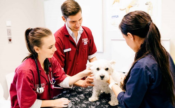 du hoc han quoc nganh thu y 6813004641038