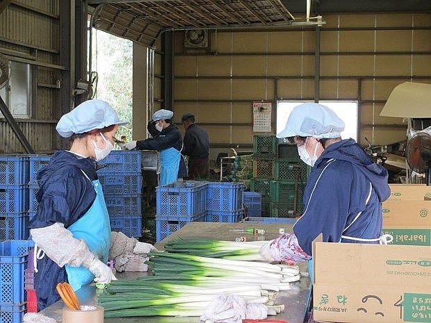 Kinh nghiệm thực tập sinh Việt Nam tại Nhật Bản - Chìa khóa thành công trong hành trình XKLĐ Nhật Bản